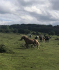poníci v Dartmooru 